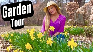 🌼🌼Daffodil EXPLOSION Garden Tour 🌼🌼Early Spring Garden