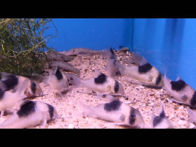 Corydoras sp. CW051 (wild) bij Aquarium Speciaalzaak Utaka