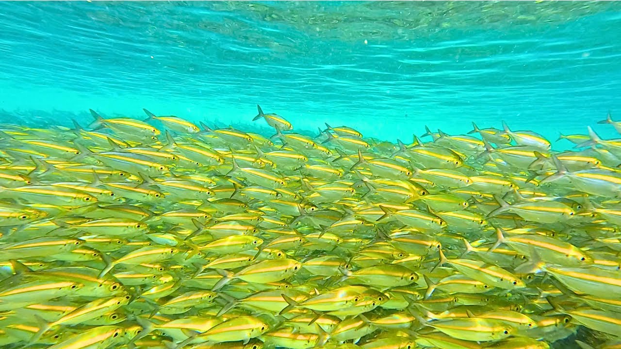 Explore Tanote Bay's beach access, immerse in its snorkeling spots, leap from the jump rock area, enjoy the facilities and savor the overall visitor experience.