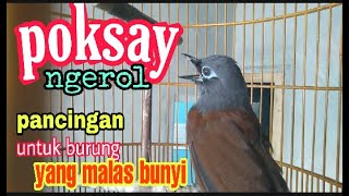 Download lagu BURUNG POKSAY mantel GACOR,PANCINGAN AMPUH UNTUK POKSAY YANG MALAS BUNYI mp3 Download lagu BURUNG POKSAY mantel GACOR,PANCINGAN AMPUH UNTUK POKSAY YANG MALAS BUNYI mp3