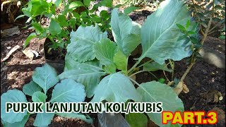 PEMUPUKAN Lanjutan KOL/ KUBIS  di Pekarangan PART. 3