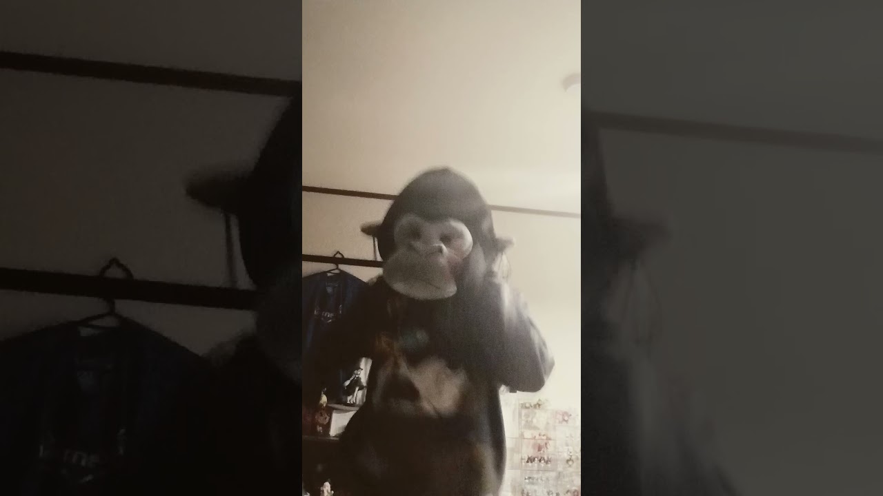 ゴリラはいつでも踊るんです#ゴリラ #踊ってみた #ダンス #shorts