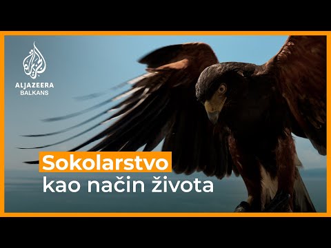 Trajče Kitanovski iz Severne Makedonije i jastreb Hari - sokolarstvo