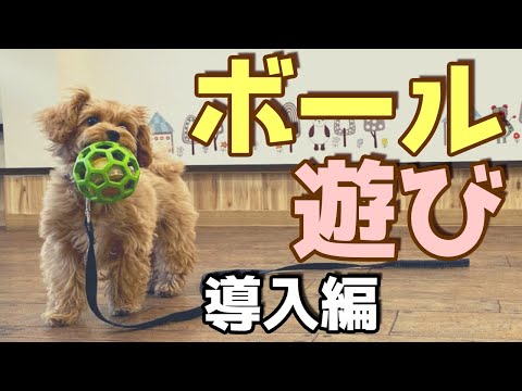 犬にボールを持ってくるように教える方法