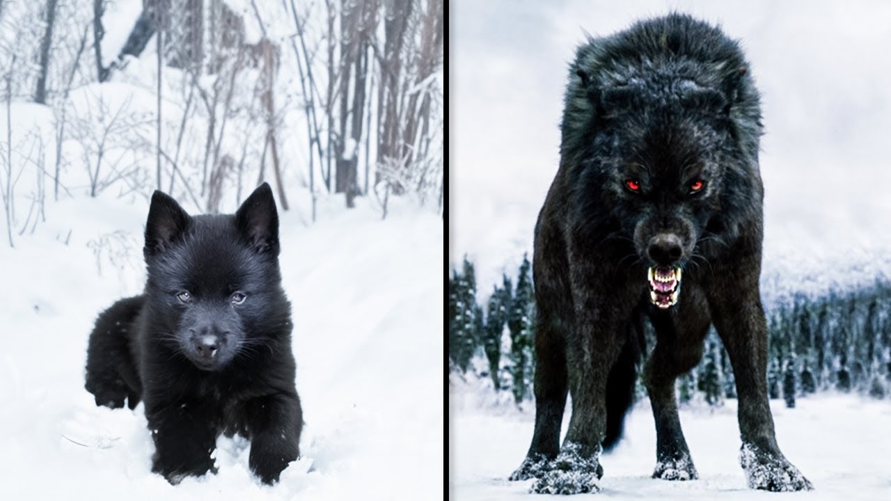 ANTES E DEPOIS DE ANIMAIS CRESCENDO. TRANSFORMAÇÕES ANIMAIS INCRÍVEIS