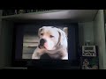 Opening To Disney S That Darn Cat 1993 Studio Film Collection VHS