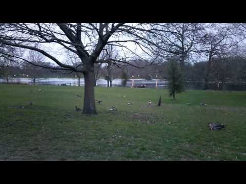 Egypt and greylag goose prepare for the night in Hyde park