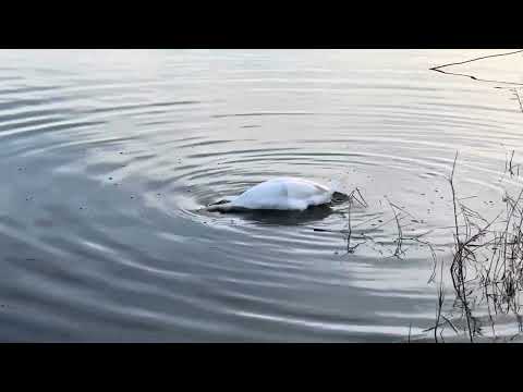 Lustige Schwanen-Abenteuer am Fühlinger See