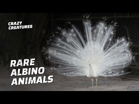 How Rare Are Albino Animals?