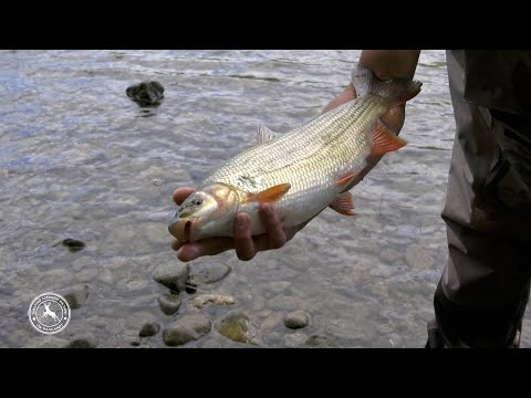 Ribolov na Drina SKOBALJ - BOJNIK na leb