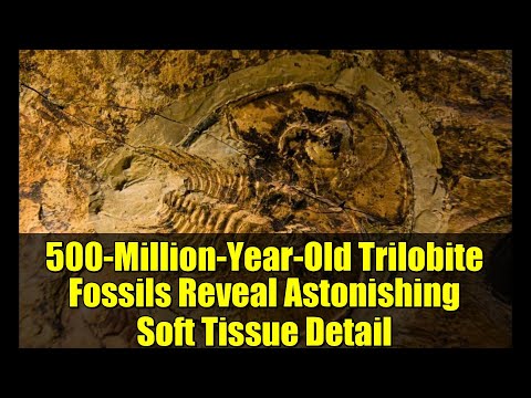 500-Million-Year-Old Trilobite Fossils Reveal Astonishing Soft Tissue Detail