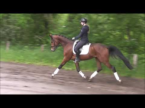 FEIVEL 3j. v. Feinrich - Florestan  VB 10.000,- Euro