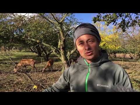 Experimenting small scale sylvo-pastoral system with deers - Radim Kotrba