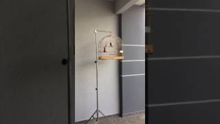 CURIÓ SONORO