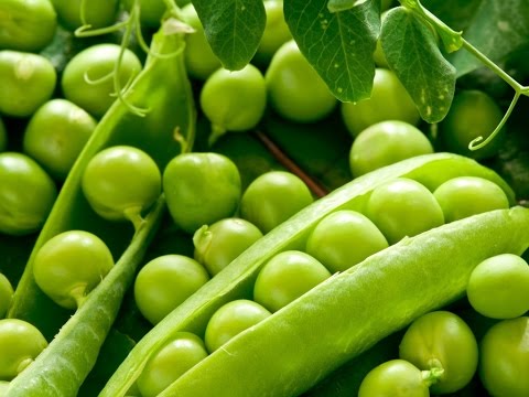 bandė viskas negali numesti svorio Nr1 riebalų deginimo papildas