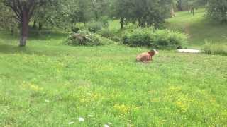 preview picture of video 'Plopis, Maramures, Romania'
