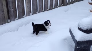 Border Collie puppy playing in the snow