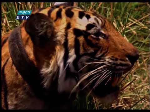 বিশ্ব বাঘ দিবস আজ
