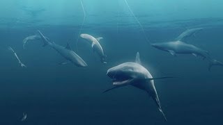 Sharks Play Critical Role in Ocean Food Web - Pew Environment