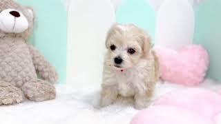 ハーフ犬の動画01