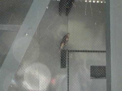 Intl. Vulture Awareness Day: Buzzard vs. Vulture