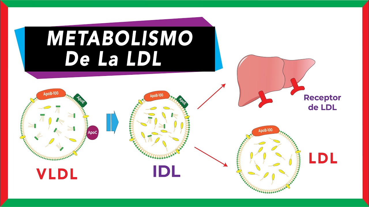 Metabolismo de la LDL [Origen, función y captación por endocitosis] | Bioquímica