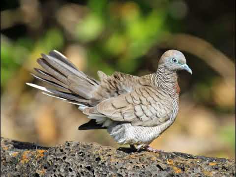 download lagu mp3 mp4 Suara Burung Kutut, download lagu Suara Burung Kutut gratis, unduh video klip Download Suara Burung Kutut Mp3 dan Mp4 Viral Gratis