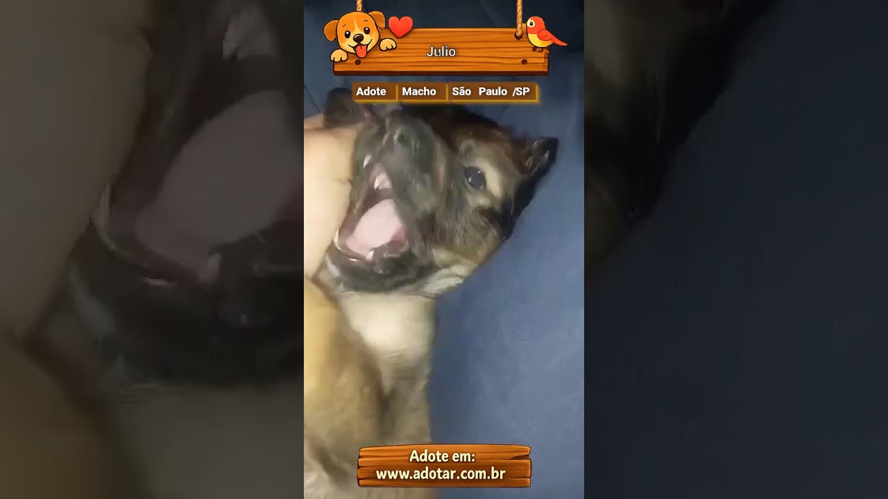 Cachorro raça SRD-ViraLata idade 2 a 6 meses nome Julio 