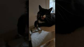 Download lagu Cute cat Alfy needs assistance mp3 Download lagu Cute cat Alfy needs assistance mp3