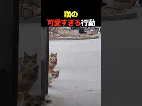 猫の可愛すぎる行動