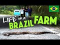 LIFE ON A BRAZIL FARM