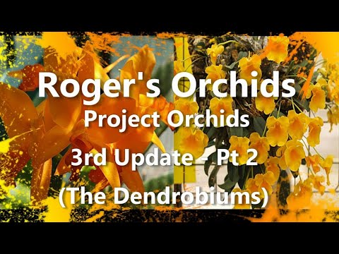 Project Orchids 3rd Update - Pt 2 (The Dendrobiums)