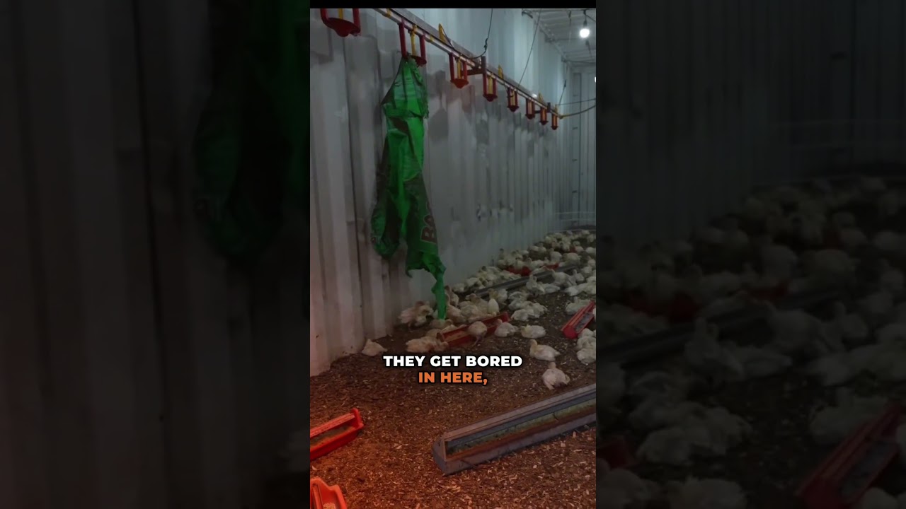 Turkeys love to play with Plastic!