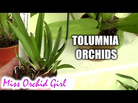 Tolumnia orchids - basic care tips