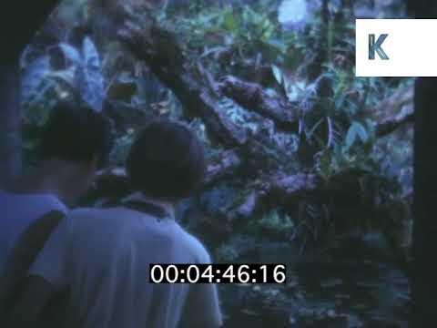 1960s, 1970s UK, Paignton Zoo and Botanic Gardens, Home Movies