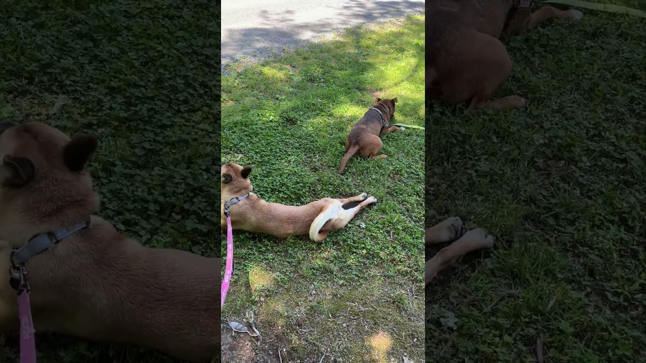 Enlarge Moose, a Adoptable Cattle Dog in Richmond, VA video 6/6