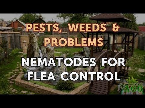 Nematodes for Flea Control