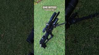 Download lagu The mighty FX Wildcat MK3 #fxairguns #slugs #hunting #sniper #amazing #shots mp3