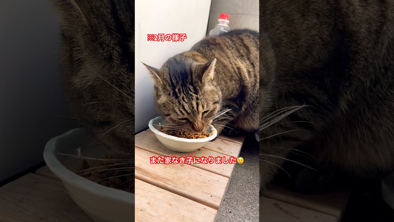 ウスくん、また、家なき子に…😢