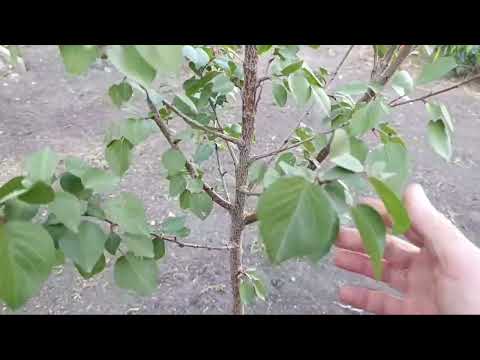 Срочно исправляем крону дерева