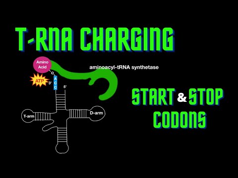 USMLE Step 1 - Lesson 15 - tRNA structure, charging, mRNA start and stop codons