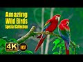 Birds Special Collection 2022 Copyright Free Video Birds 4k Video Ultra Hd Amazing Wild Birds