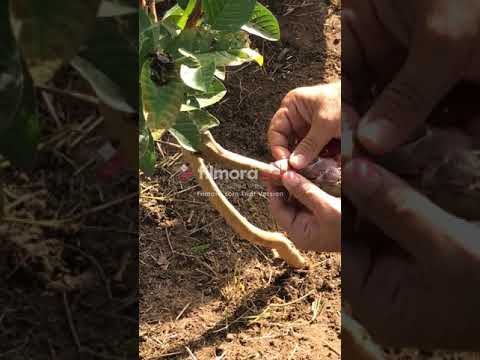 Injerto de guayaba con yema lignificada