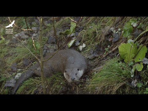 Jans Tierleben: Folge 10 – Fischotter