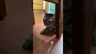 [問題/醫療] 喵喵怪異的咀嚼撥臉行為