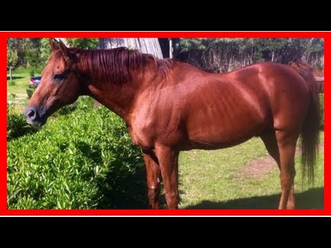 Dr Devious stud record failed to live up to excitement of racing career