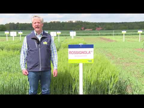 Saaten-Union: Winterbraugerste ROSSIGNOLA, Vertriebsberater Maik Seefeldt, Standort Leopoldshöhe