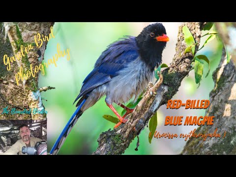 Straka červenozobá (Urocissa erythroryncha) — video o speve a chove