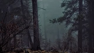 Douce Pluie En Forêt La Nuit - Détente Et Sommeil - Etude Méditation Massages Spa 🎧 6 Heures