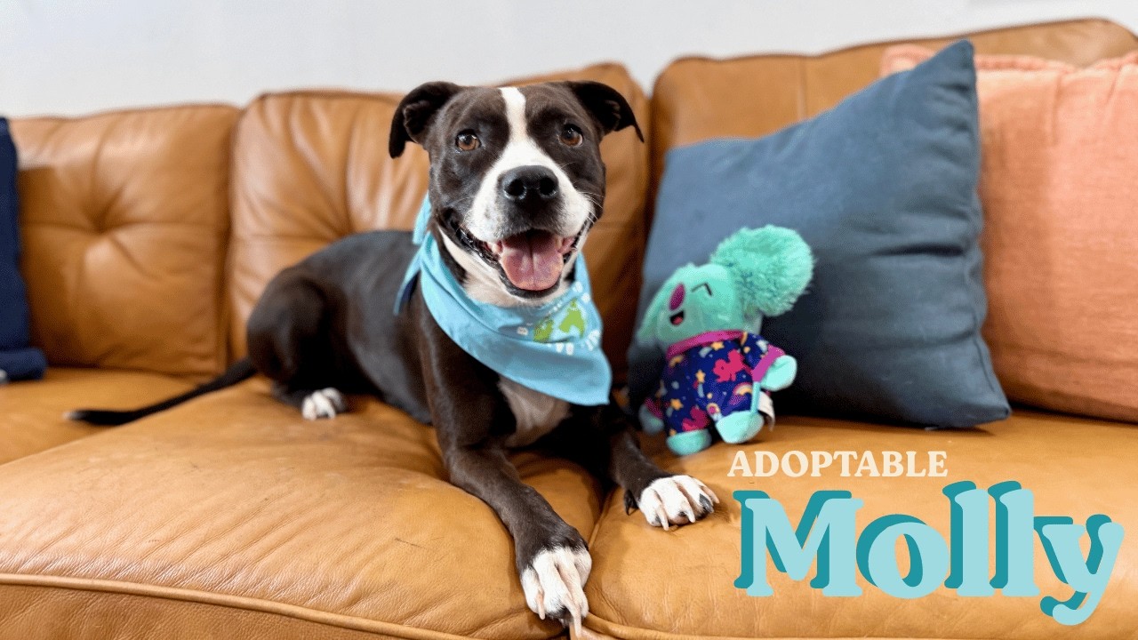 Enlarge Molly the Itty Bitty Pittie, a Adoptable mixed breed in Homestead, PA video 6/6